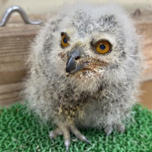 アフリカワシミミズク